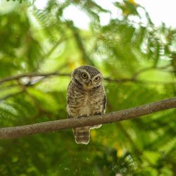 Portrait of owl perching on branch