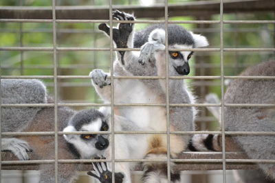 Lemurs in cage