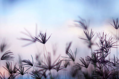 Close-up of plants growing on field against sky