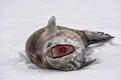 Close-up of fish swimming in sea