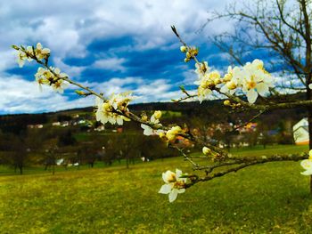 Yellow flowers growing on field against cloudy sky