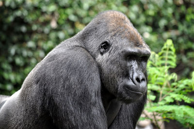 Close-up of gorilla