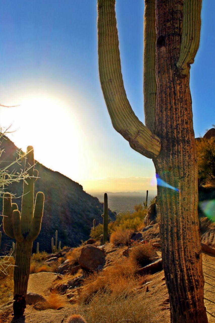 CACTUS BY TREE AGAINST SKY DURING SUNSET