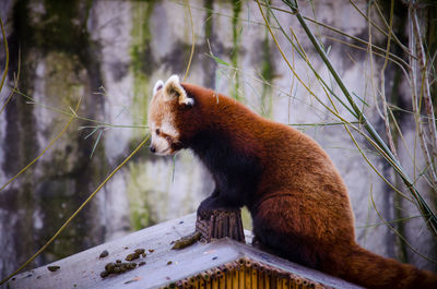 Side view of red panda on roof at zoo