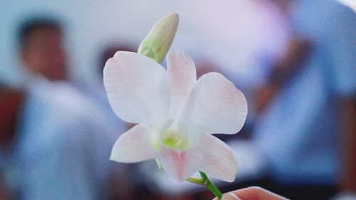 Close-up of flower against blurred background