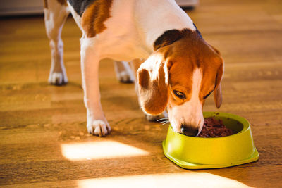 Dog beagle eating canned food from bowl in bright interior.