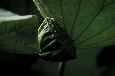 Close-up of wet leaf