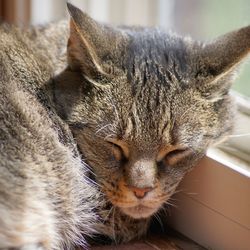 Close-up portrait of cat