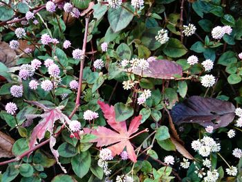 Close-up of flowers blooming outdoors