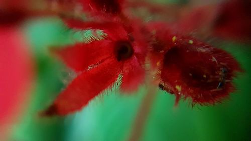 Close-up of red flowers