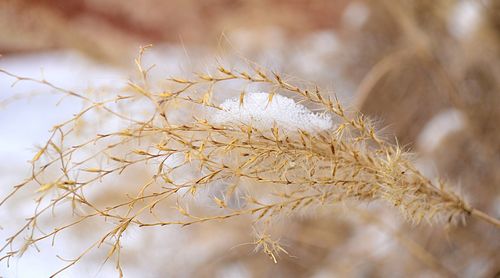 Close-up of plant against sky