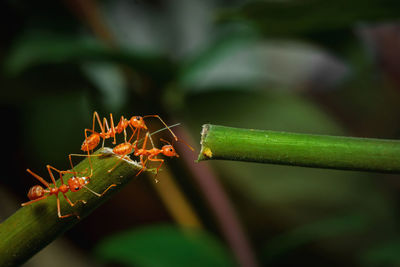 Close-up of insect on plant