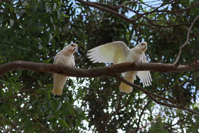 Low angle view of bird perching on tree