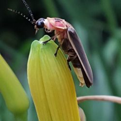 Close-up of insect on flower