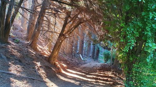 View of trees in forest