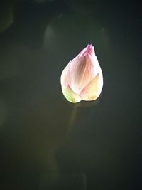 Close-up of pink rose