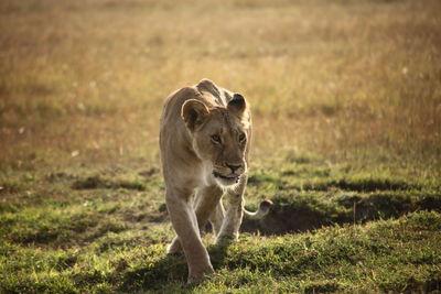 Portrait of lion