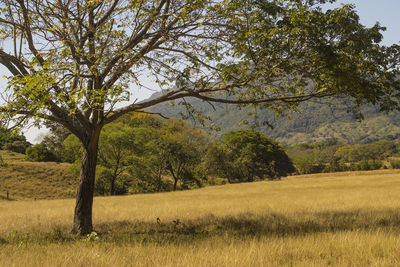 Trees growing in field