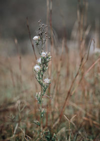 Close-up of wilted plant on field