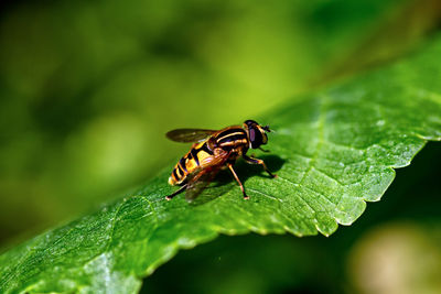 Close-up of insect on leaf