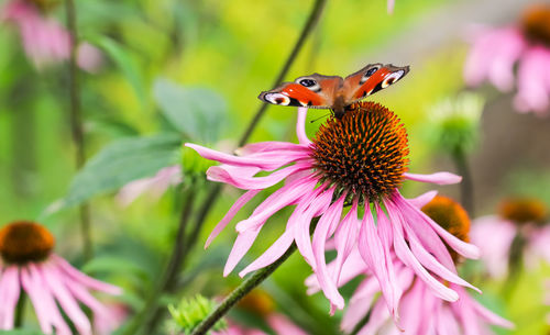 Close-up of bee on flower