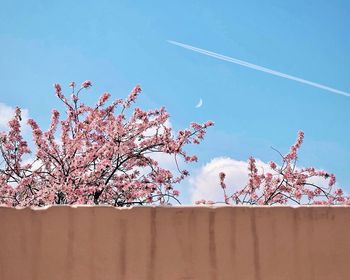 Low angle view of cherry blossom