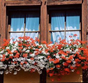 Low angle view of flowering plants by window of building