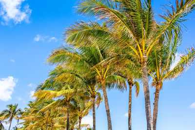 Low angle view of palm tree against blue sky