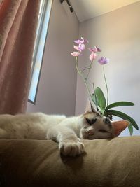 Close-up of a cat resting on bed