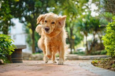 Portrait of dog standing against trees
