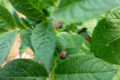 Close-up of insect on leaves