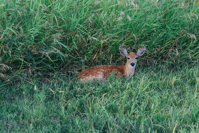 Portrait of deer