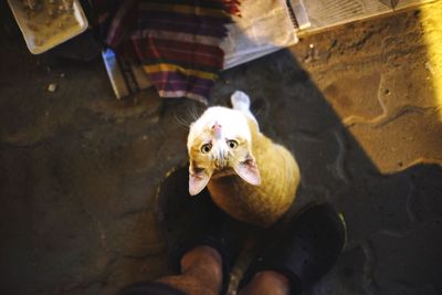 Low section of man standing by cat on street