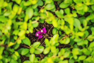 High angle view of purple flower