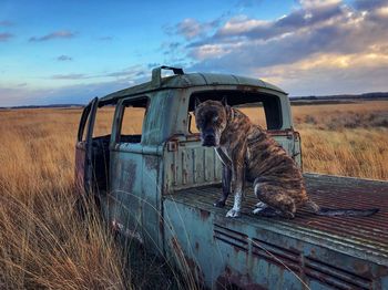 Dog on abandoned pick-up truck on field against sky