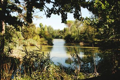 Scenic view of lake in forest against sky