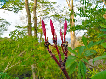 Close-up of red flowering plant in forest