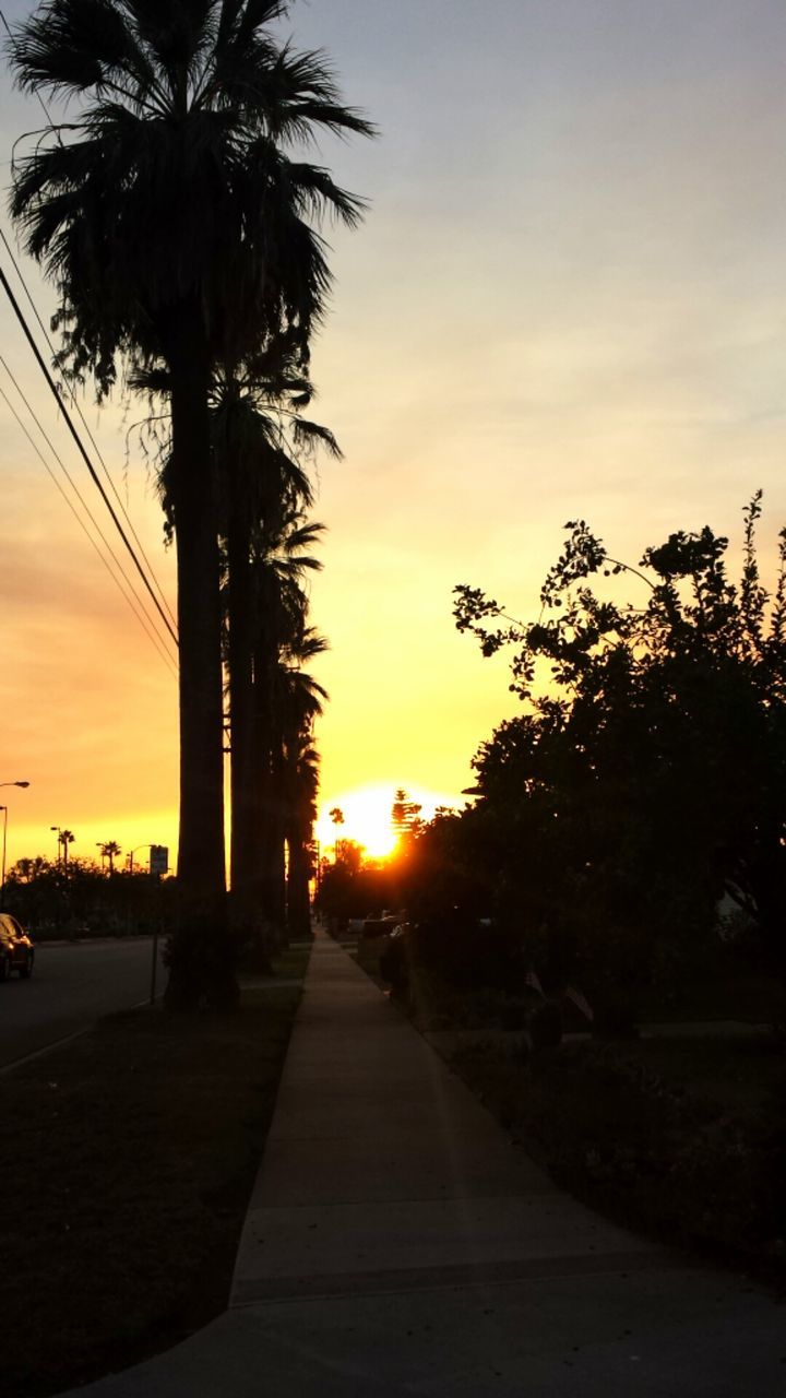 sunset, tree, the way forward, palm tree, road, silhouette, sky, transportation, orange color, sun, street, diminishing perspective, sunlight, tranquility, tranquil scene, vanishing point, nature, car, scenics, beauty in nature