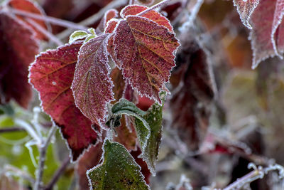 Close-up of water drops on plant