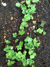 Leaves growing on plant