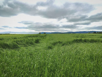 Scenic view of agricultural field against sky