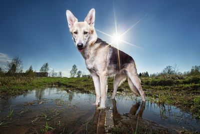 View of dog standing on land against the sky