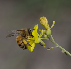 Close-up of insect on yellow flower