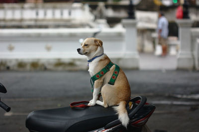 Dog sitting on motorcycle