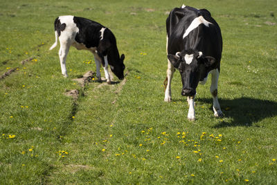 Cows on field