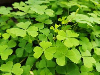 Close-up of leaves on plant in field