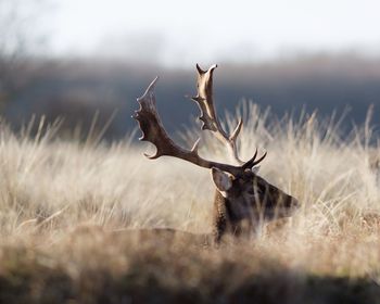 Deer sitting on field