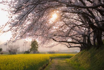 Scenic view of flower field against sky