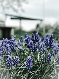 Close-up of purple flowers