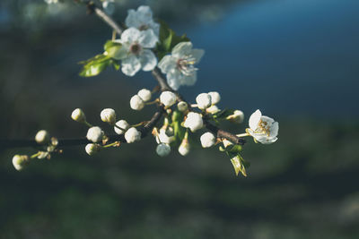 Close-up of white flowers